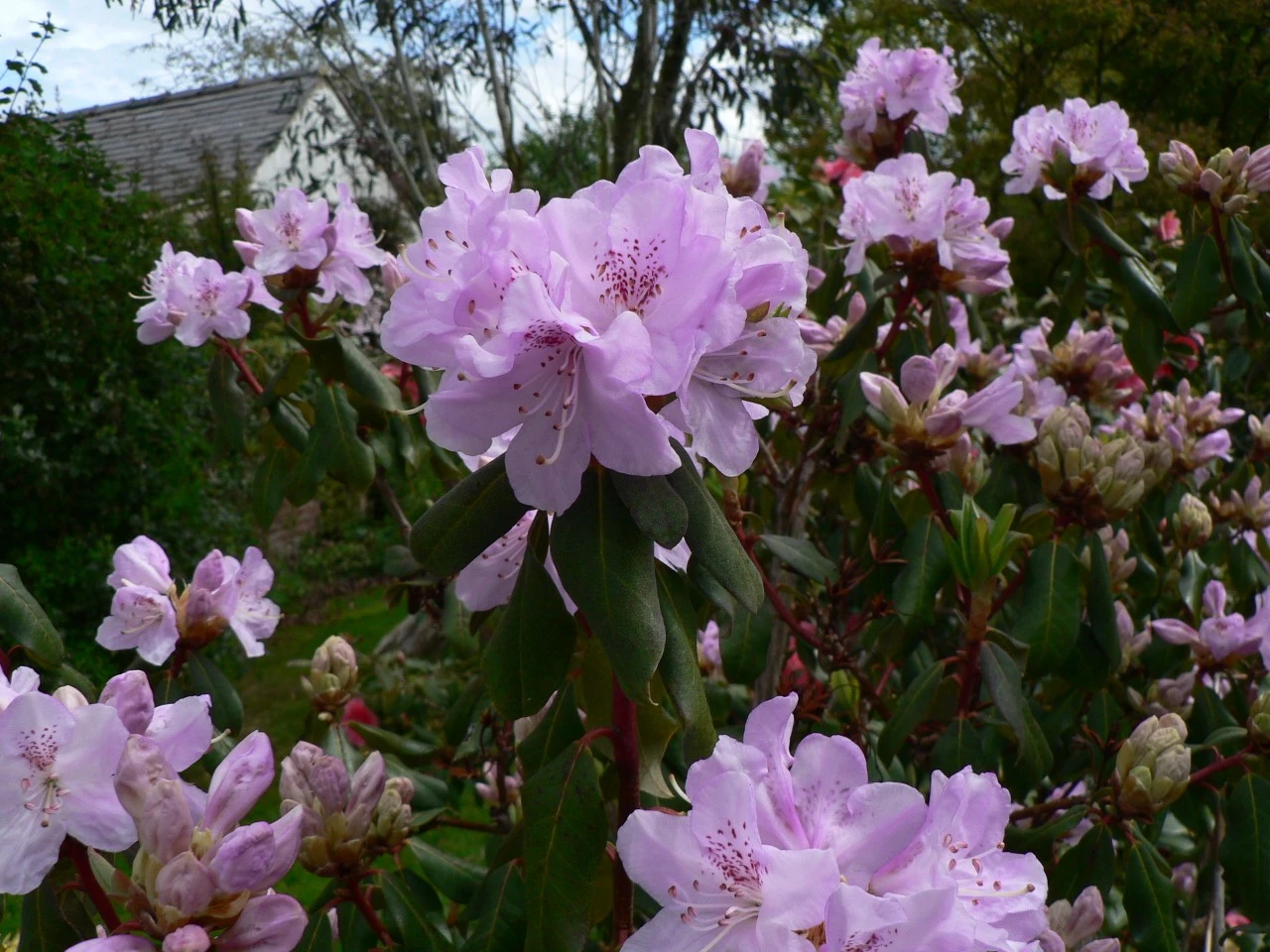 R. oreotrephes AGM